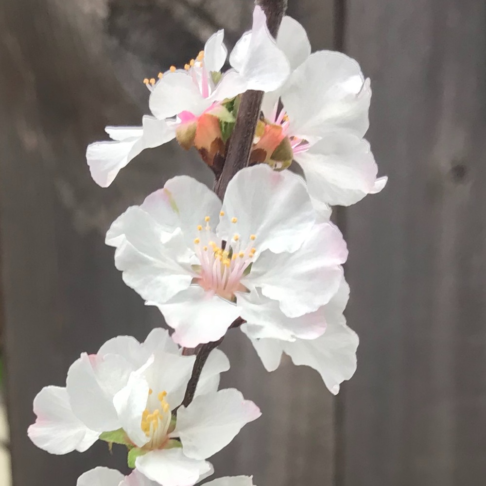 Meet your Posher, Somiant